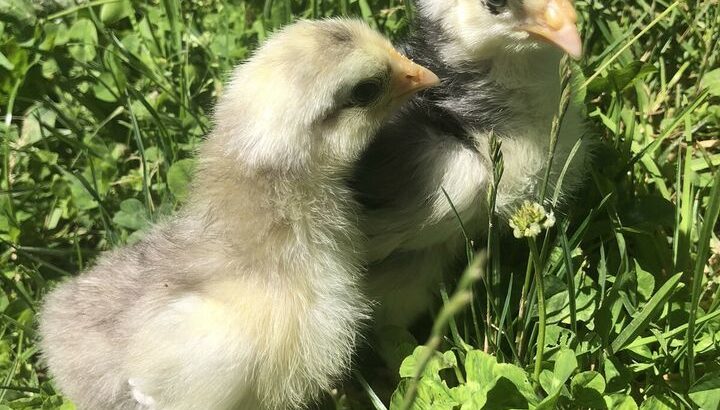 Croad Langshan chicks