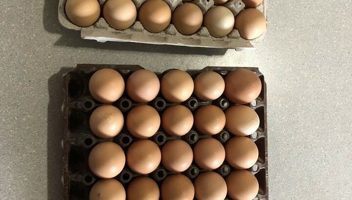 Fresh free range farm eggs for sale. $4 a dozen or $10 a flat