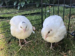 Quails for Sale