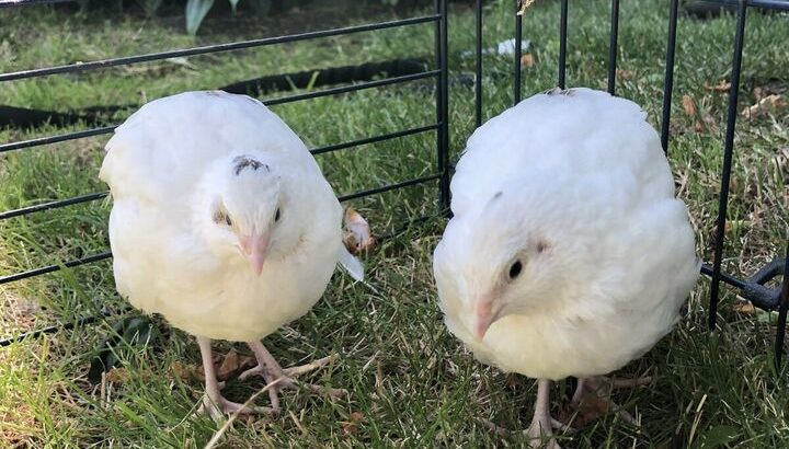 Quails for Sale