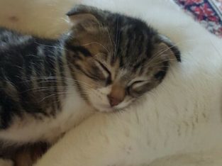 Male Scottish fold kitten Shorthair