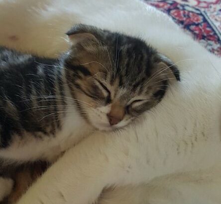 Male Scottish fold kitten Shorthair