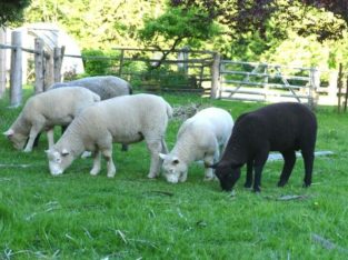 Dorset x Lambs