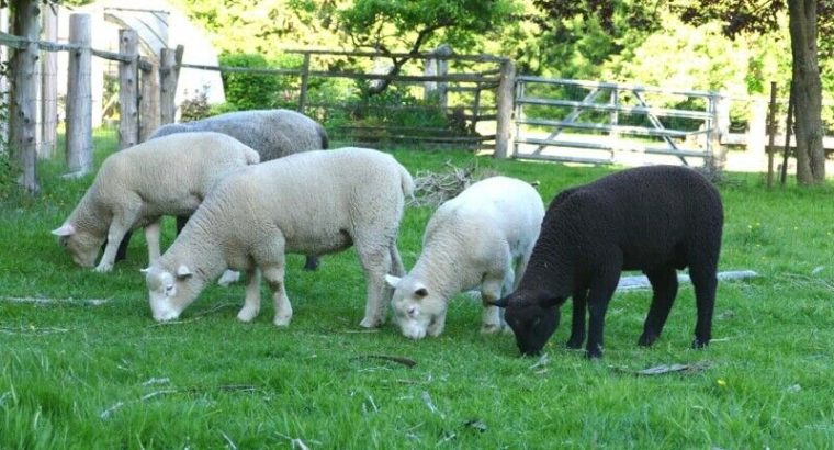 Dorset x Lambs