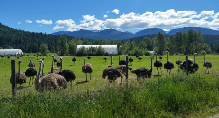 Ostrich Breeders for Sale