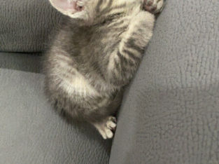 Grey Male Tabby Kitten For Sale!!