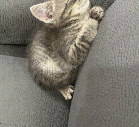 Grey Male Tabby Kitten For Sale!!