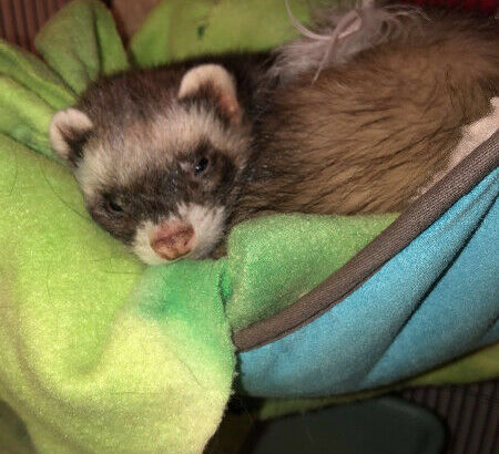 Year old male FERRET FOR SALE