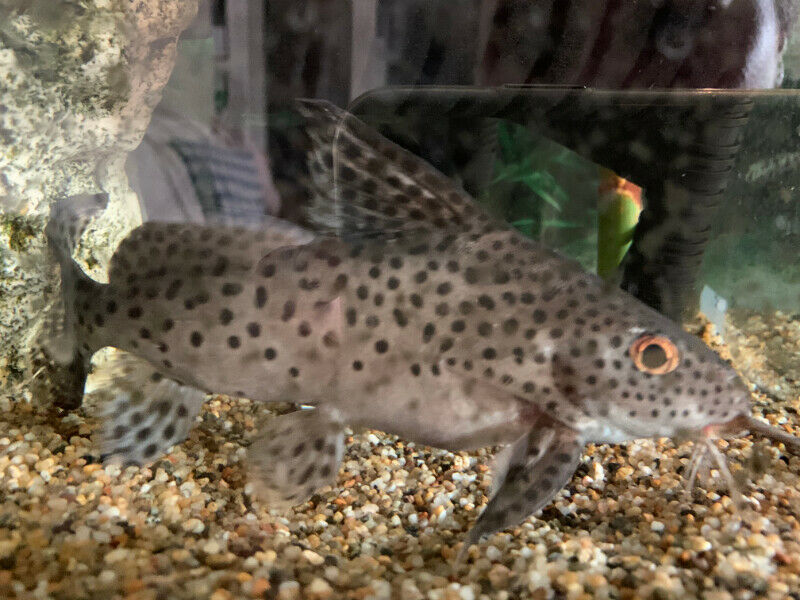 Synodontis Multipunctatus – Catfish – $10 each or 2 for $15