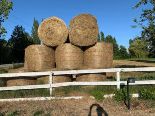 Hay, round bales. B quality, had some rain. 600-700 lbs bales.