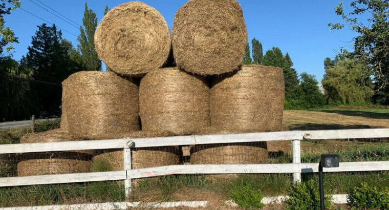 Hay, round bales. B quality, had some rain. 600-700 lbs bales.