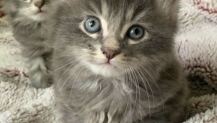 Fluffy Maine Coon x kittens