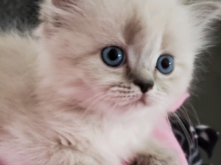 Female Purebred Doll Face Persian Kitten