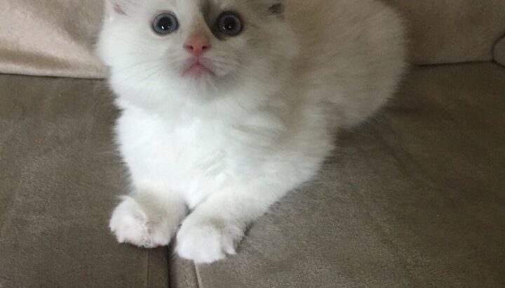 1 ADORABLE FEMALE RAGDOLL KITTEN LEFT