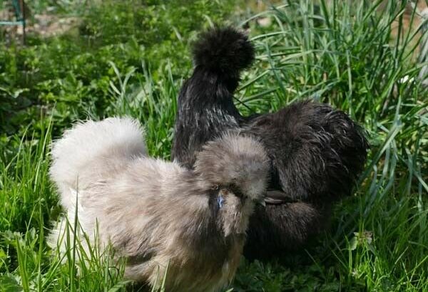 Chicks Silkies and Blue Layer