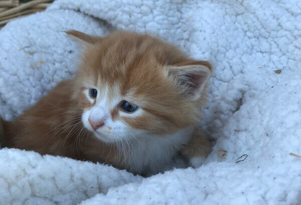 beautiful orange kittens available