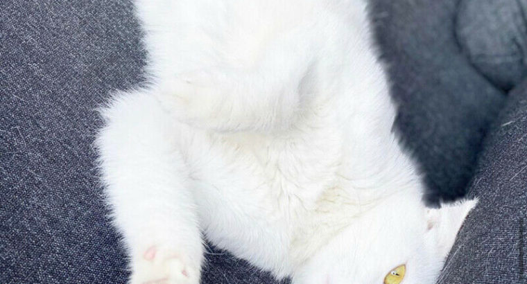 Extremely Rare Pure White Khao Manee Cat – 1-year old.