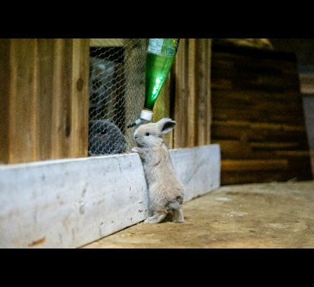 2 left! Holland lop bunnies for sale