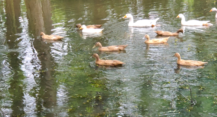 2-3month old ducks
