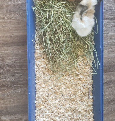 2 female guinea pigs