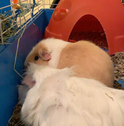 2 female guinea pigs + cage for sale