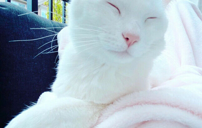 Extremely Rare Pure White Khao Manee Cat – 1-year old.