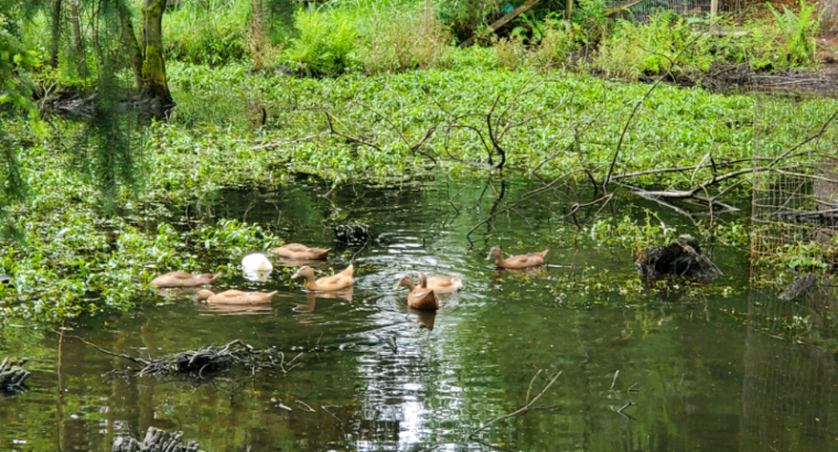 2-3month old ducks