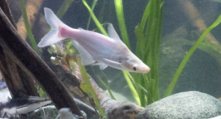 Black & Albino Iridescent Sharks for Good Home