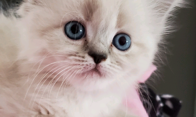 Female Purebred Doll Face Persian Kitten