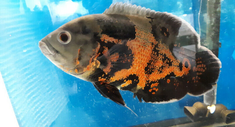 8-9 Inch Tiger Oscar $30