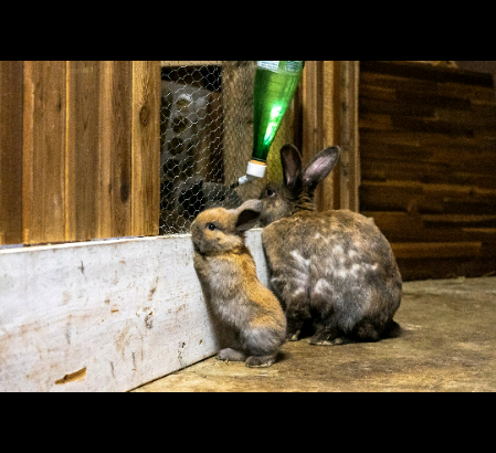 2 left! Holland lop bunnies for sale