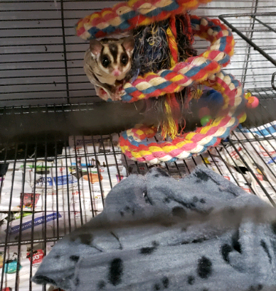 Sugargliders for rehoming