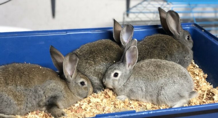 7 purebred Flemish giant bunnies