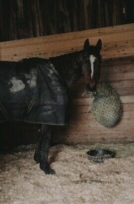 Horse back riding lessons