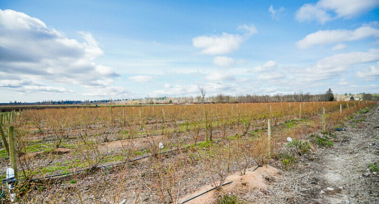 19.85 ACRES – BLUEBERRY FARM AND READY TO BUILD HOUSE