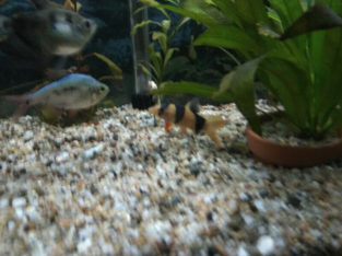 Aquarium fish (Clown Loaches)