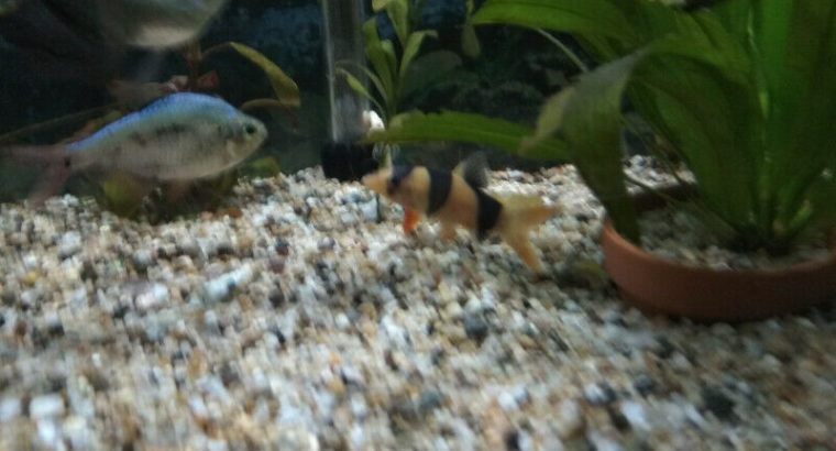 Aquarium fish (Clown Loaches)