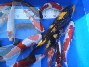 Genuine Koi Fish Flown In From Japan