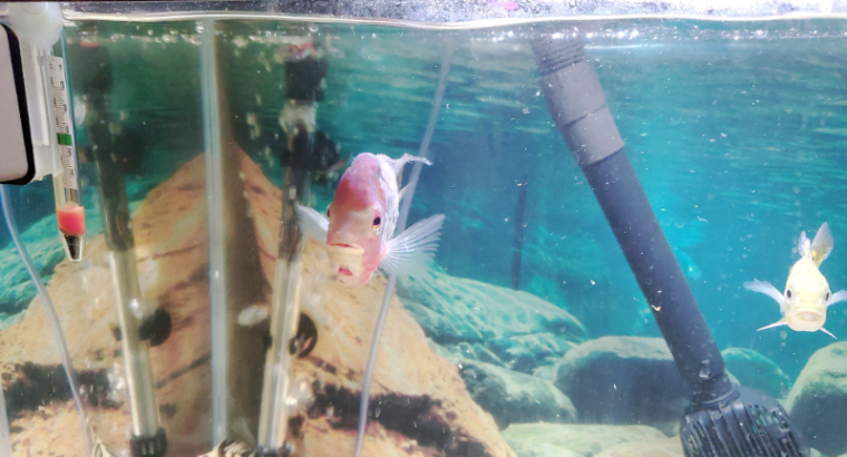 King Kamfa flowerhorn