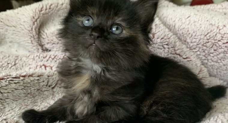 Fluffy Maine Coon x kittens