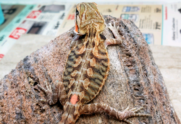 Gorgeous bearded dragons available