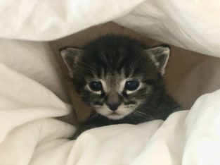 Kitten needing a new home
