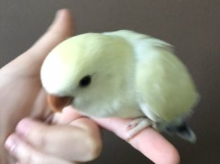 Baby lovebird