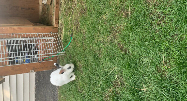 6 month old bunny for sale