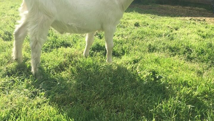 Super friendly bottle baby goat