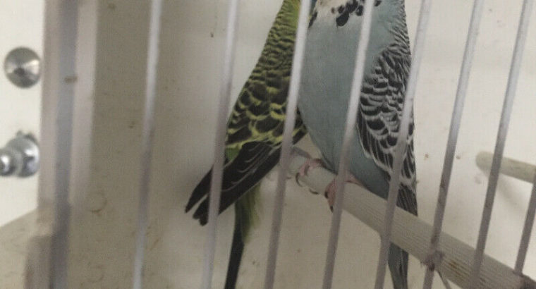 English Budgies