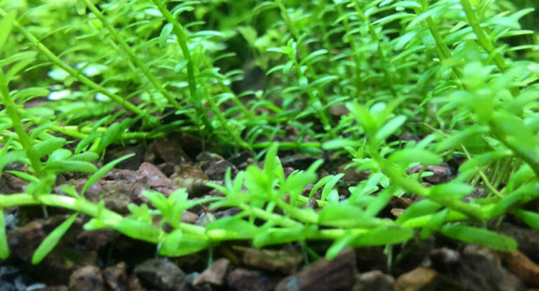 Aquarium plants.