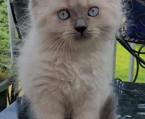 Purebred Doll Face Persian Kittens **one male left**