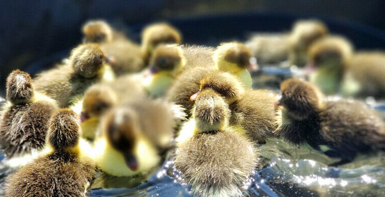 Muscovy Ducklings