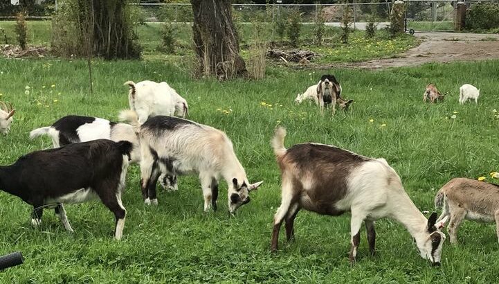 Goats for sale, does with babies, young does, buck